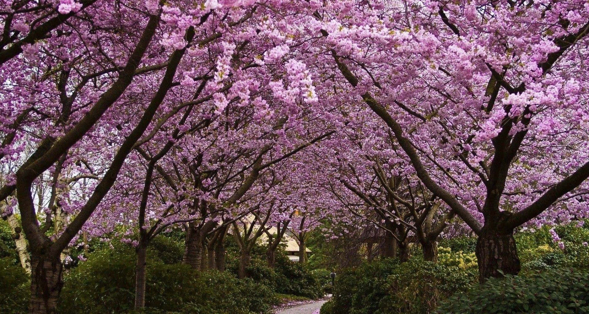 Sakura Spring Dual Screen Background