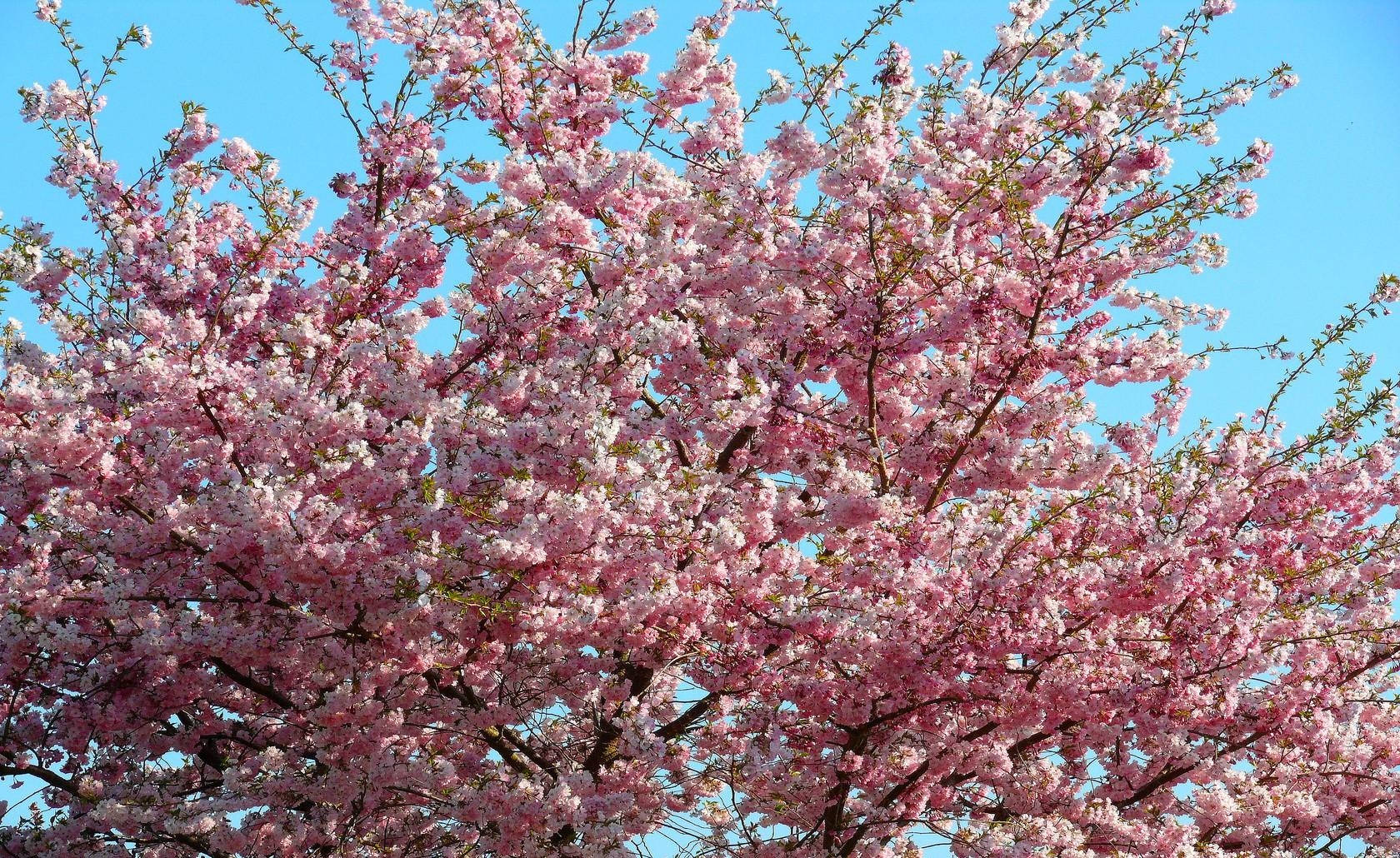 Sakura Spring Mood