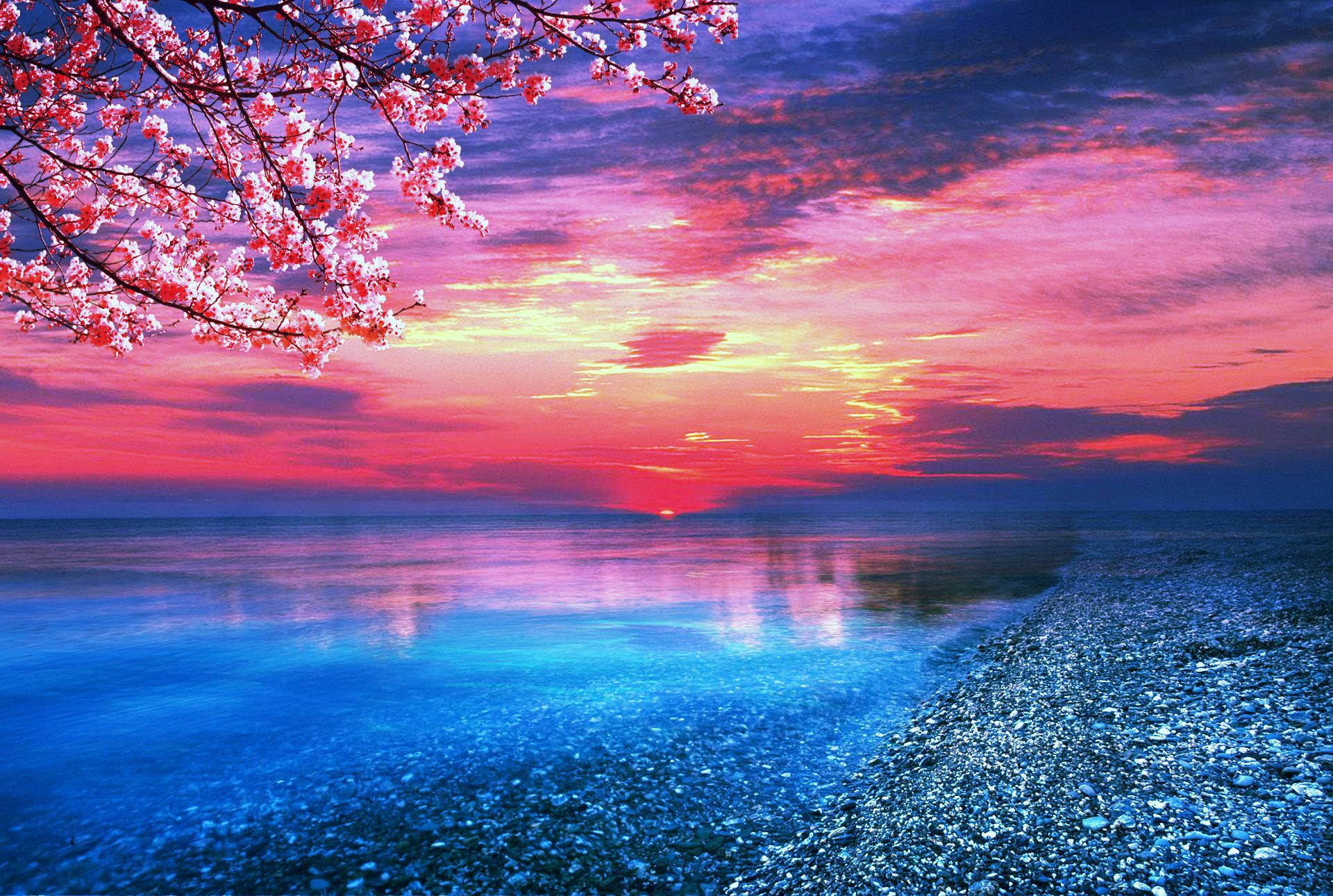 Sakura Sunset Ocean Background