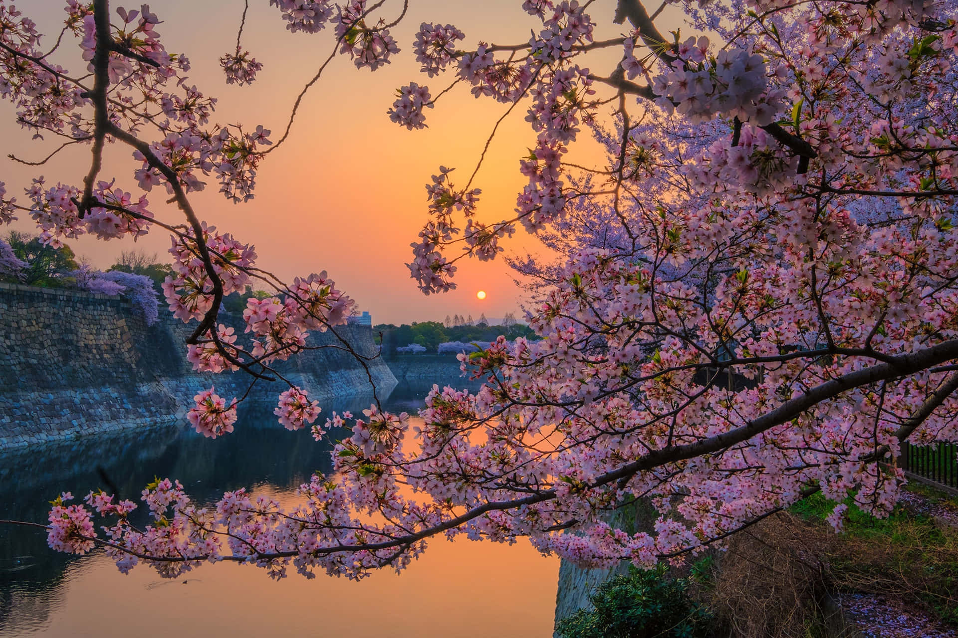 Sakura Sunset Reflection