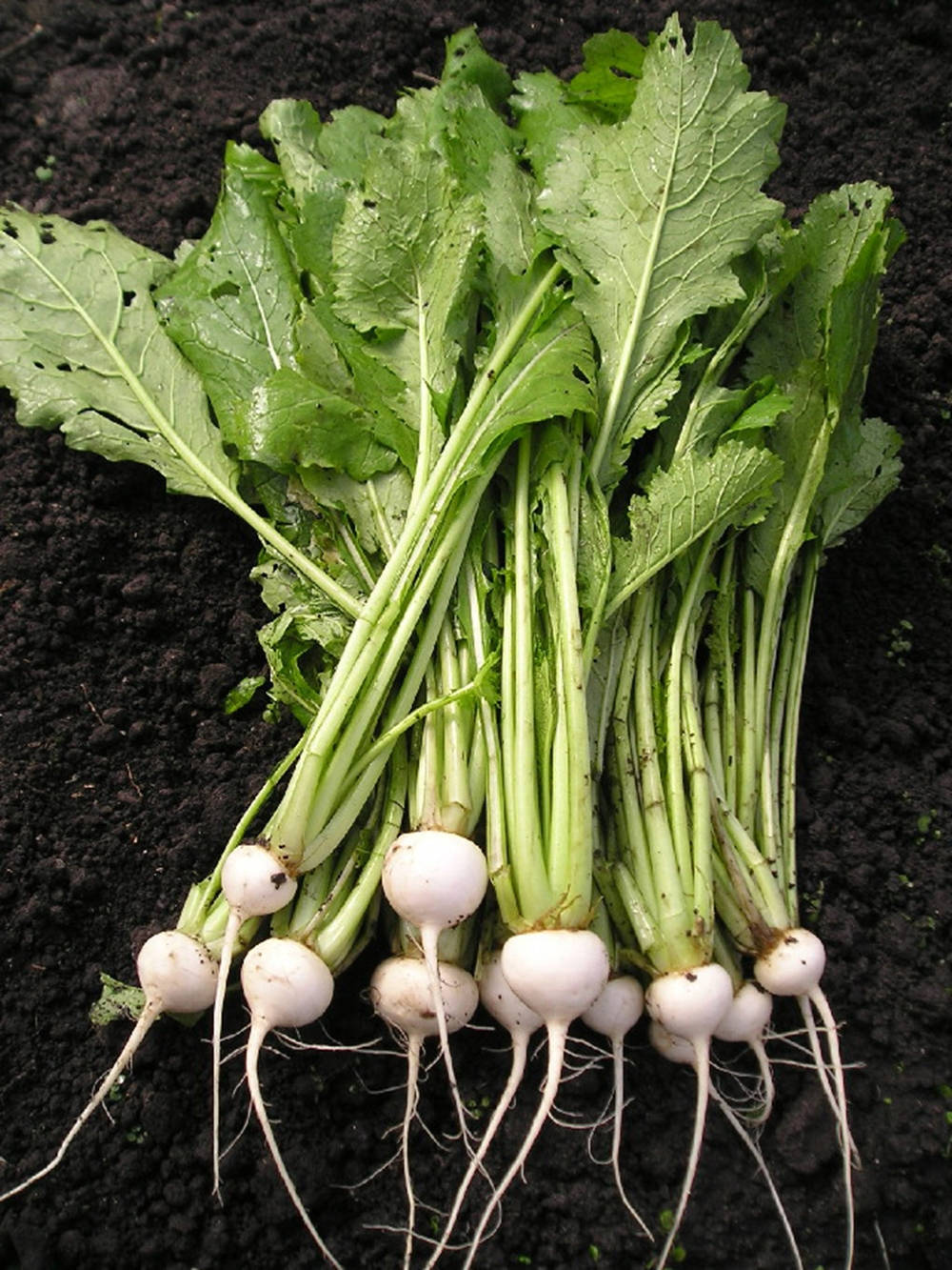 Salad Turnip Healthy Vegetables Background