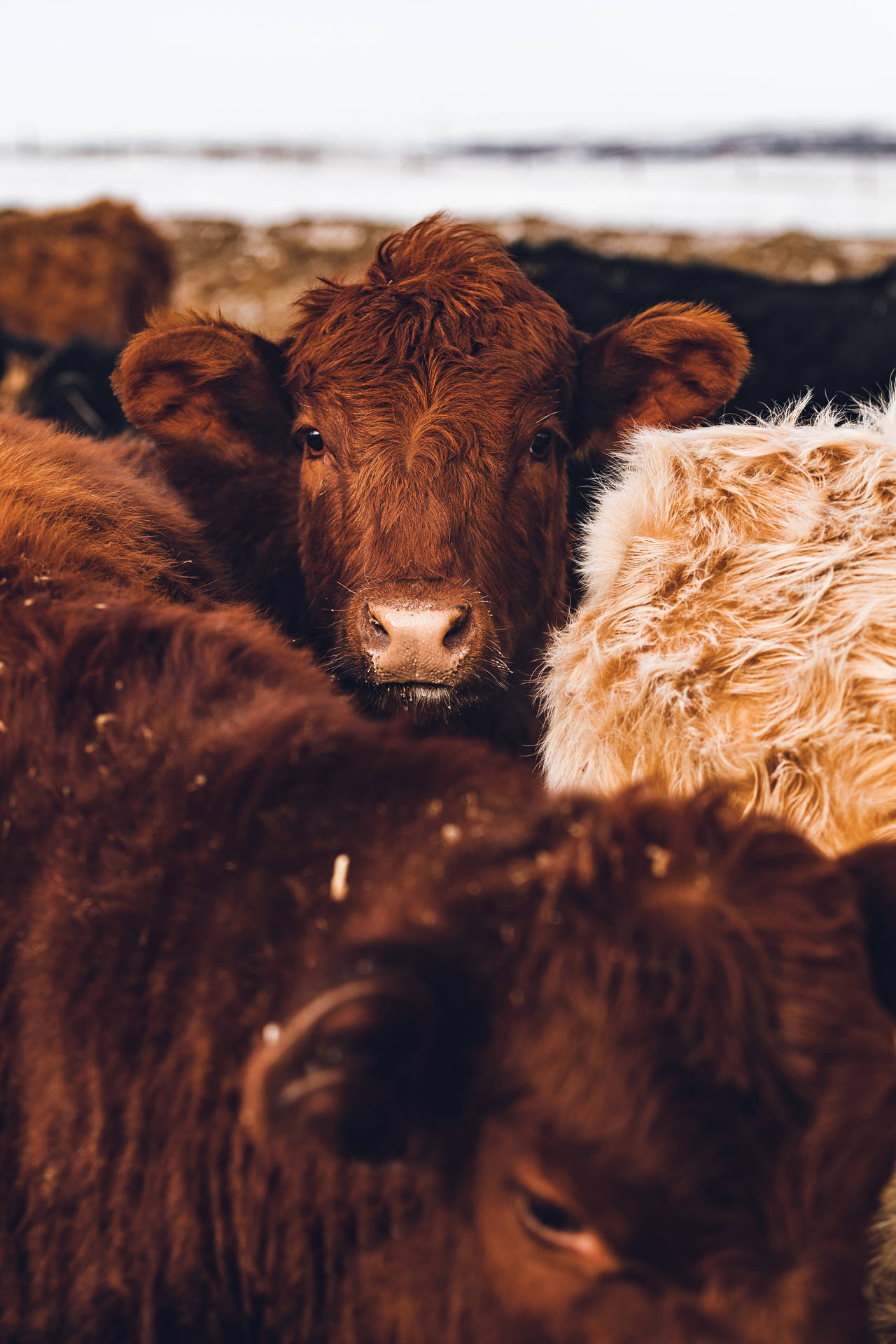 Salers Cattle Breeds With Haystack Close Up Background