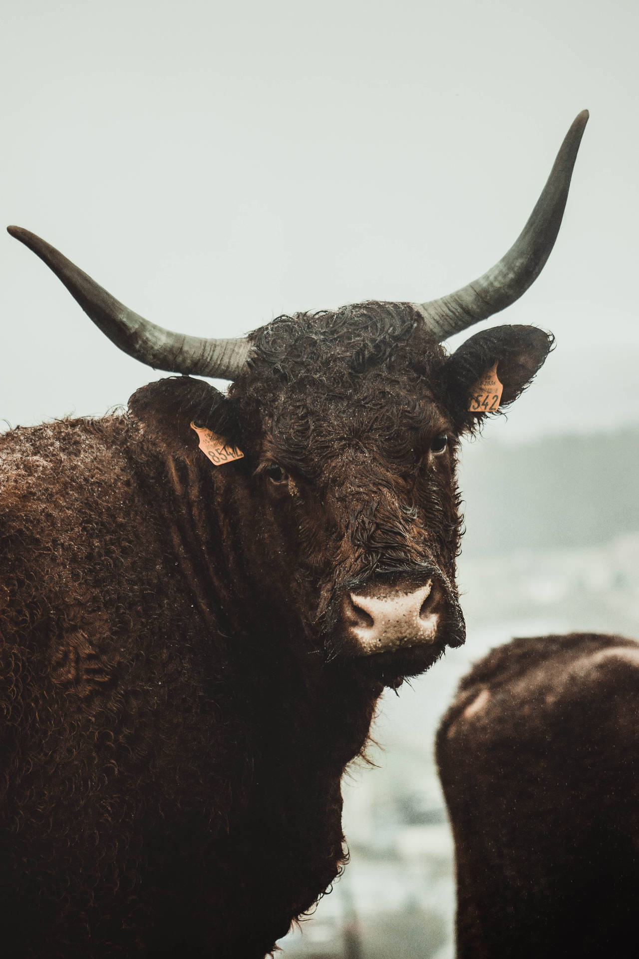 Salers Cattle Ox Background