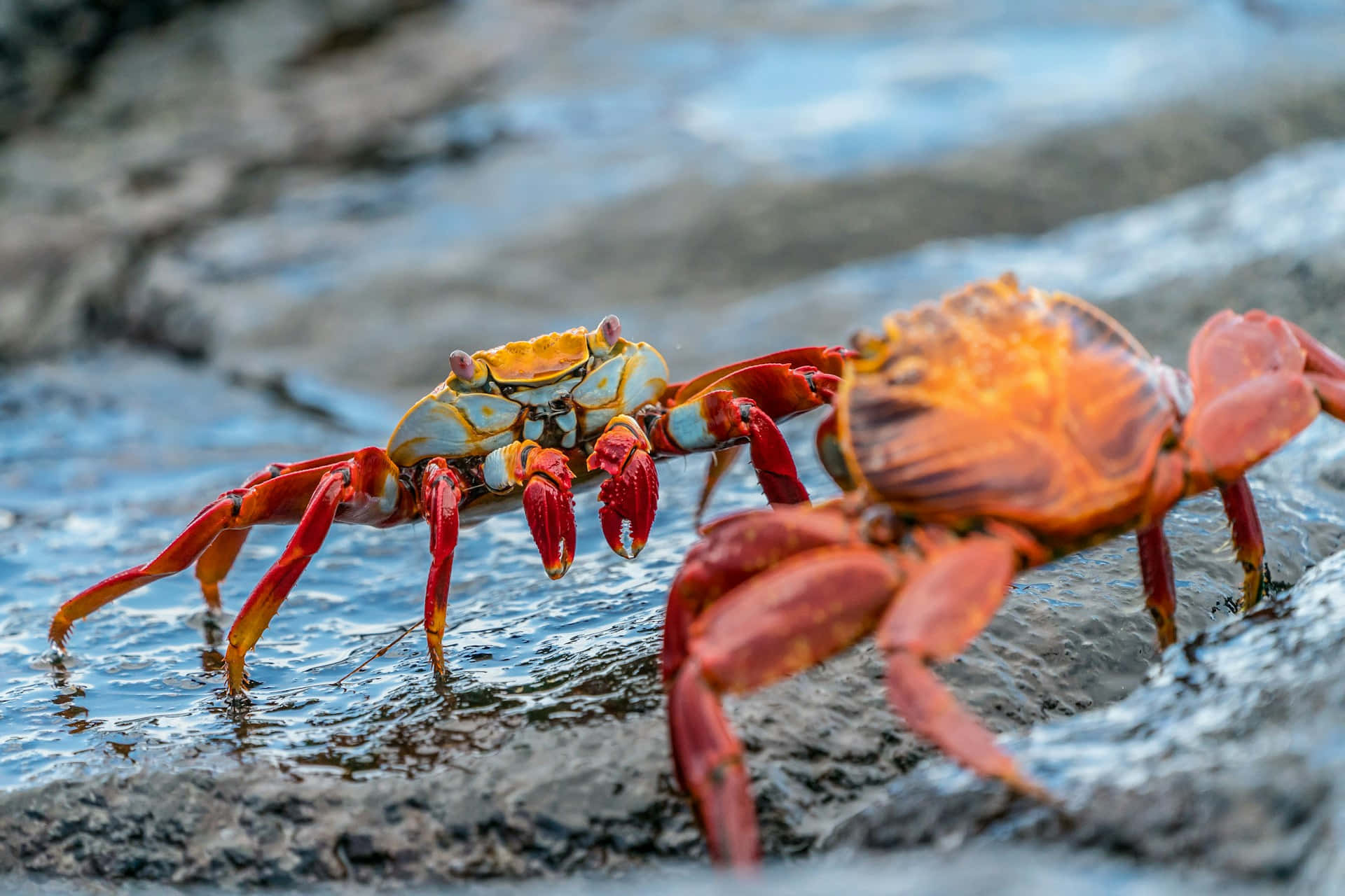 Sally Lightfoot Crabs Galapagos Background