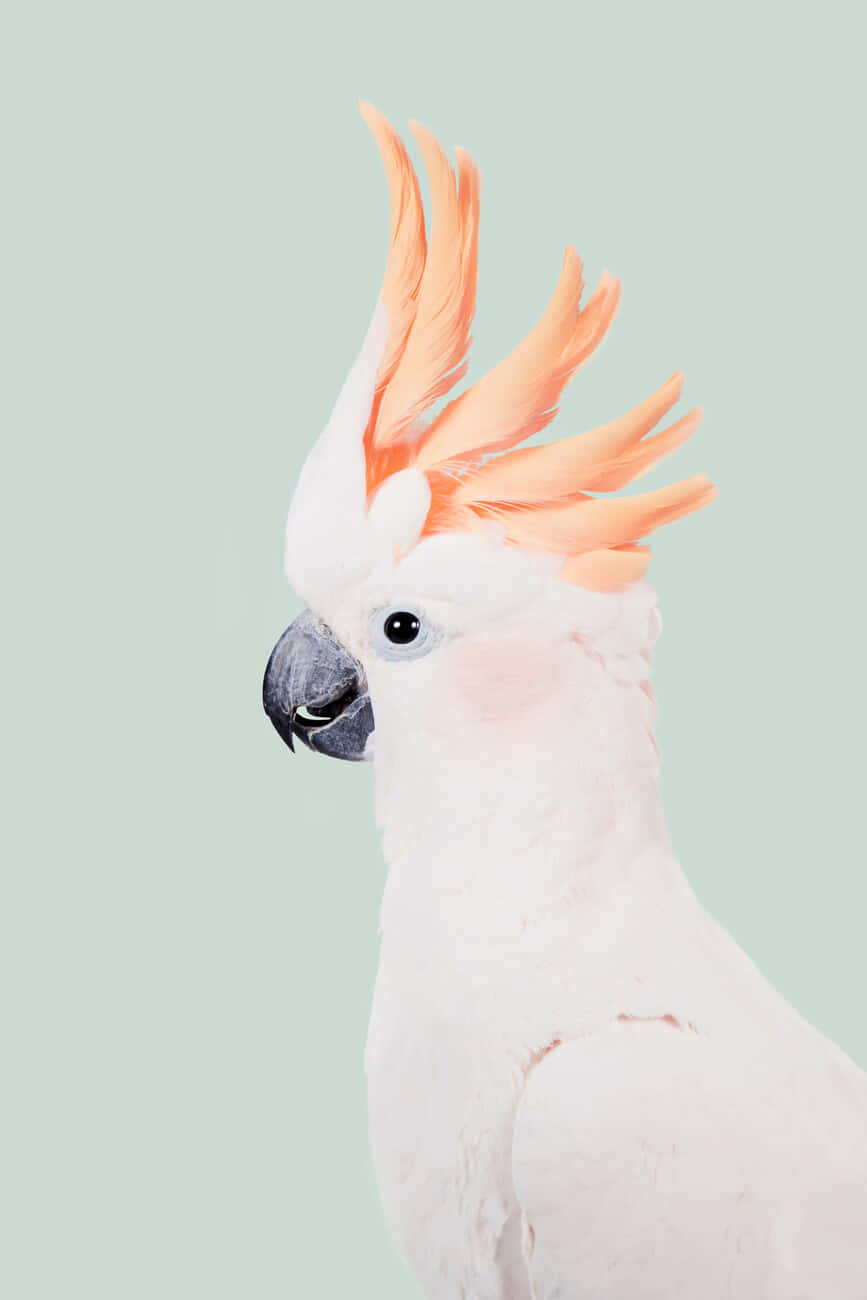 Salmon Crested Cockatoo Portrait Background