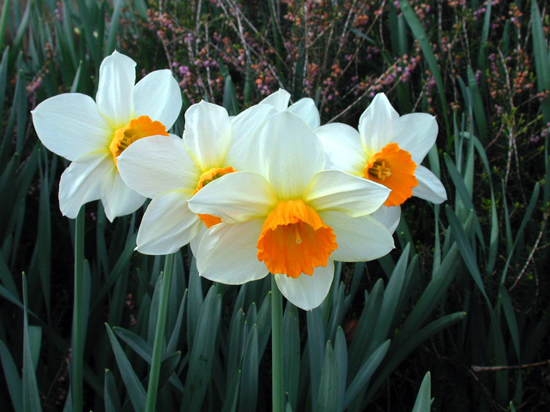 Salome Narcissus Flower Background