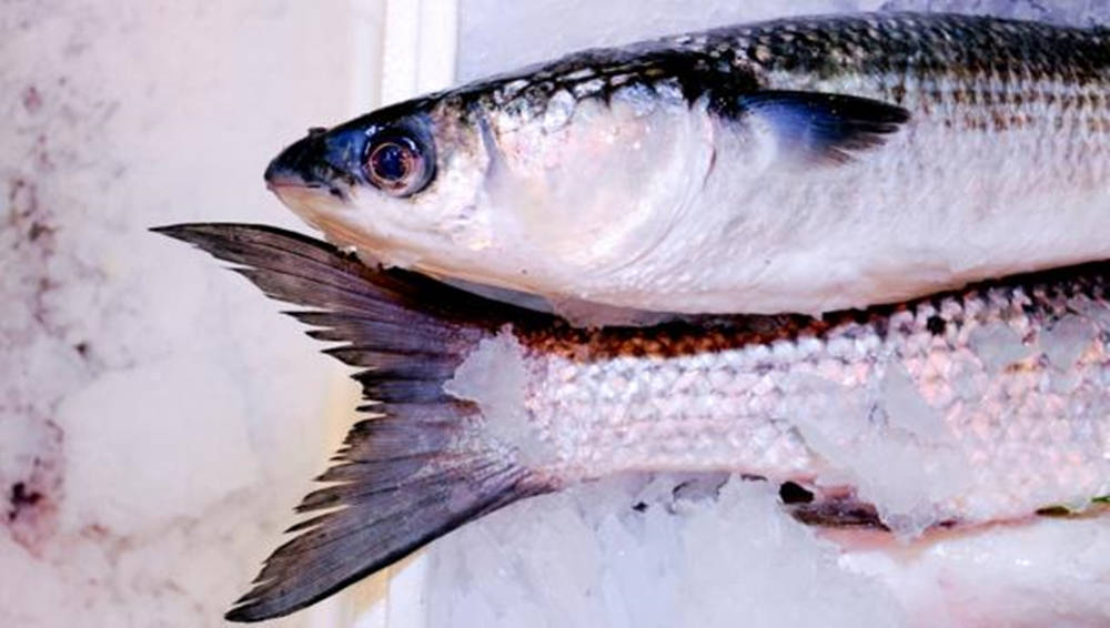 Salt Brine Gray Mullet