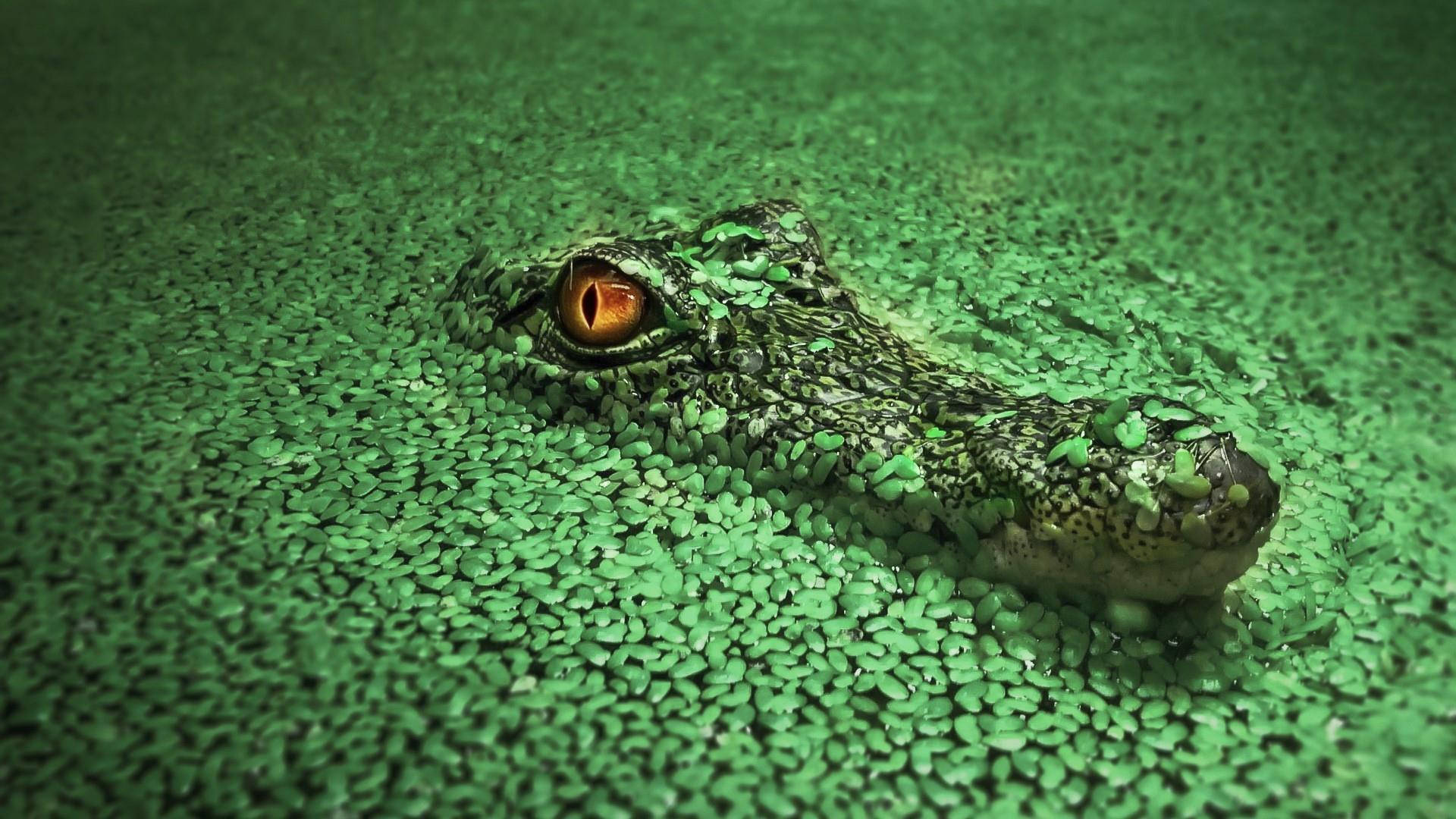 Saltwater Alligator Eyes Background