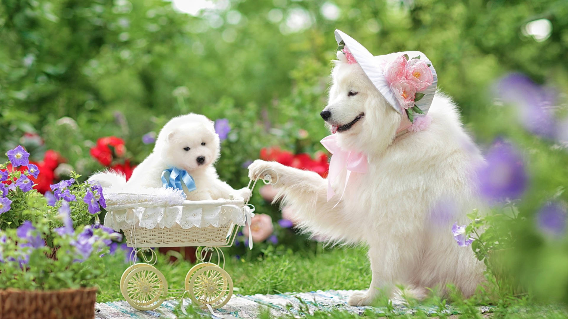 Samoyed Baby Dog On Cart Background