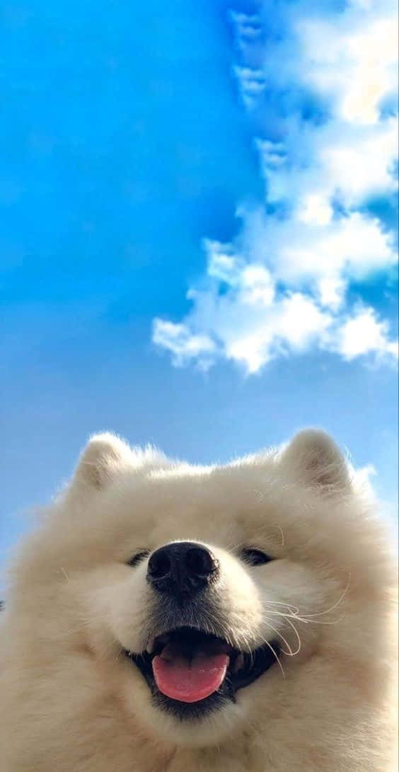 Samoyed Dog Iphone Background