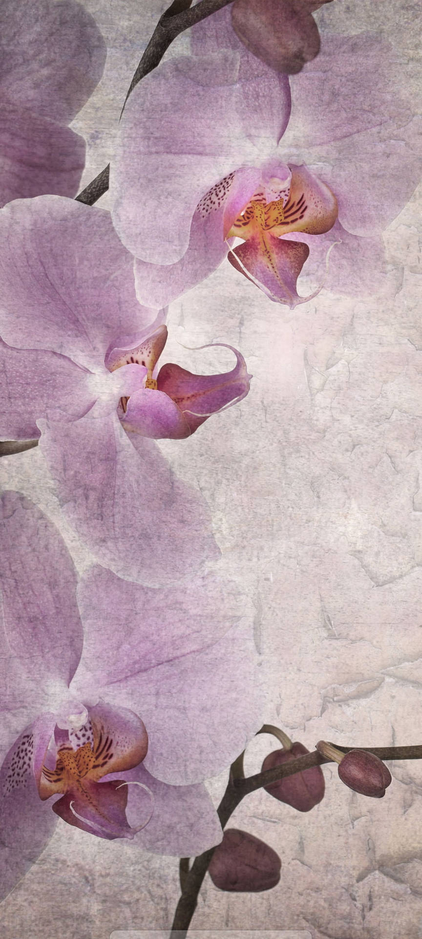 Samsung A51 Purple Flowers Background