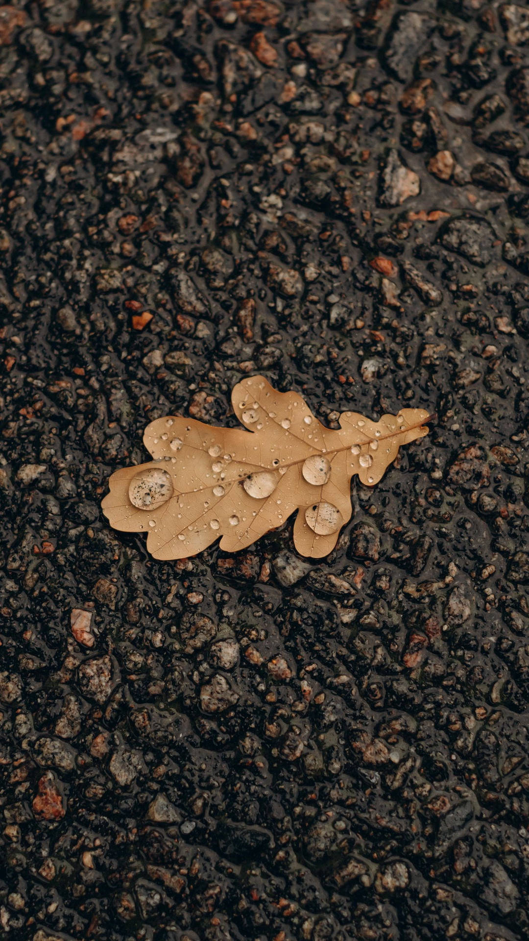 Samsung A51 Wet Autumn Leaf On Ground Background