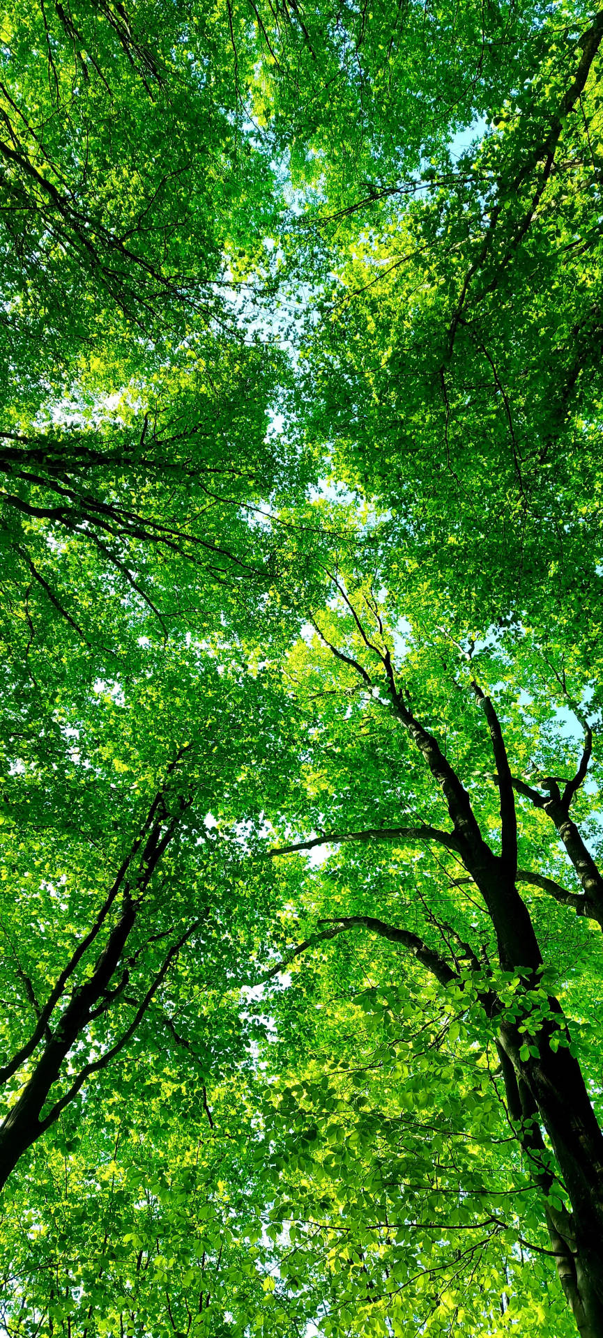 Samsung A71 Forest Canopy Background Background