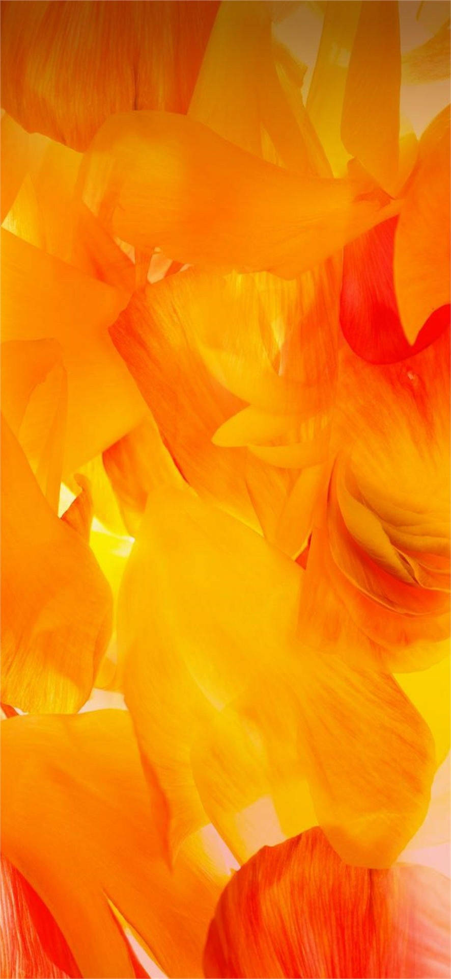 Samsung A71 Orange Petals Background