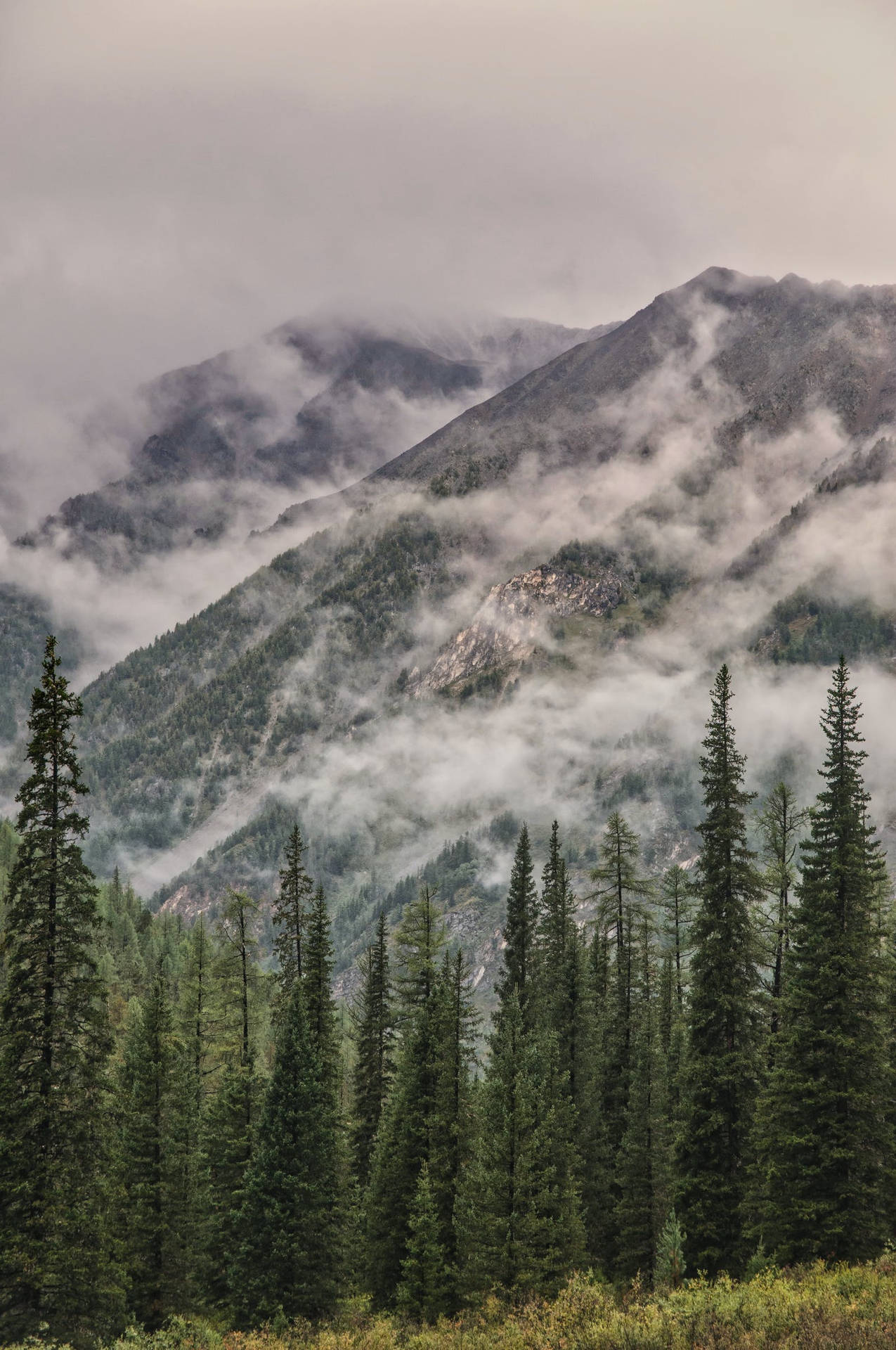 Samsung Galaxy 4k Foggy Mountains Pine Trees Background