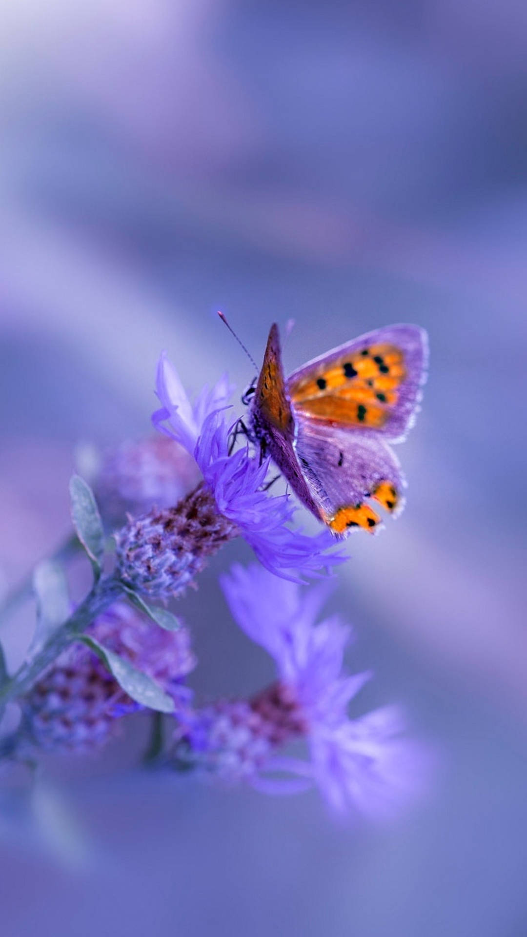 Samsung Galaxy 4k Purple Butterfly Background