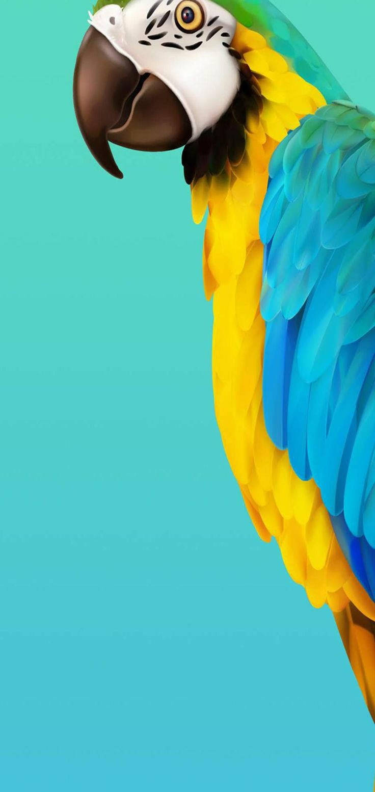 Samsung Galaxy S20 Macaw Bird Background