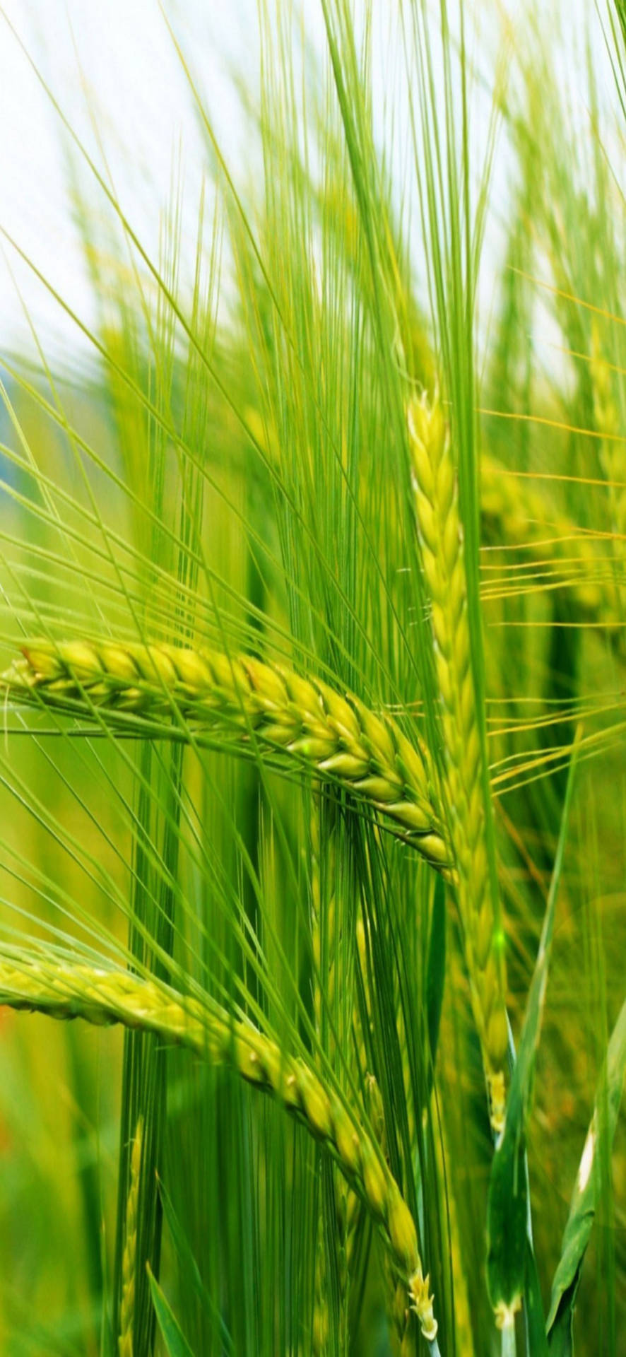 Samsung Galaxy S22 Barley Background