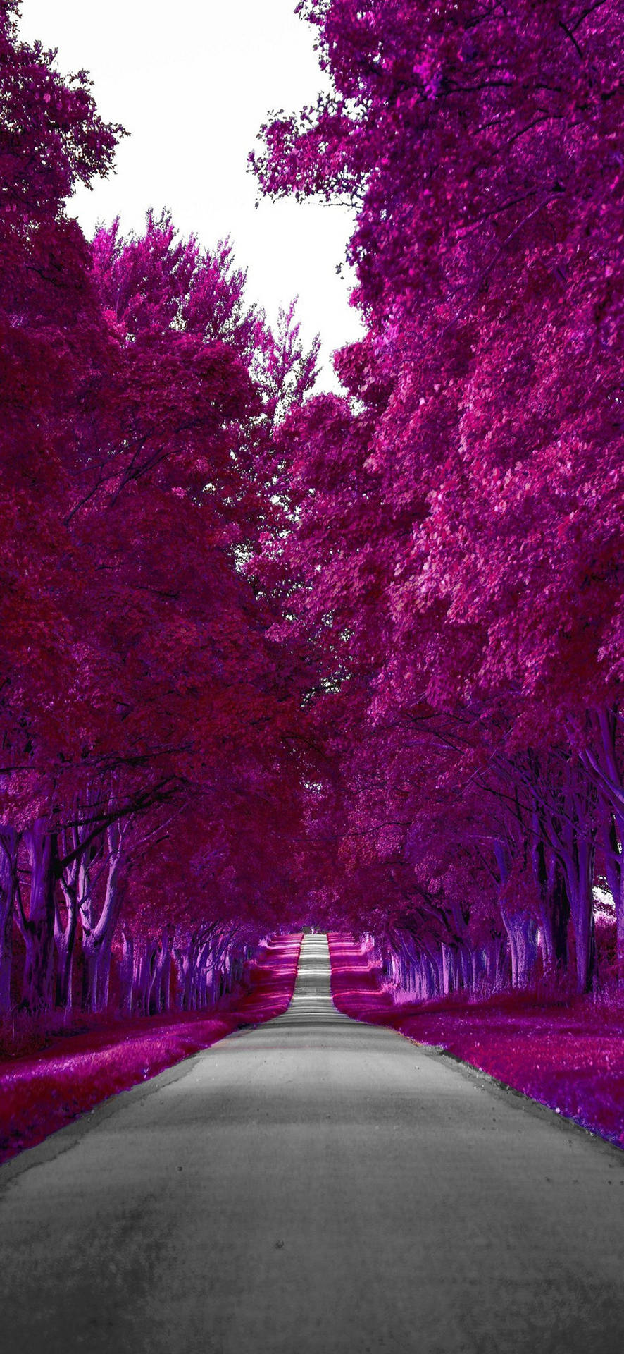 Samsung Galaxy S22 Purple Autumn Background