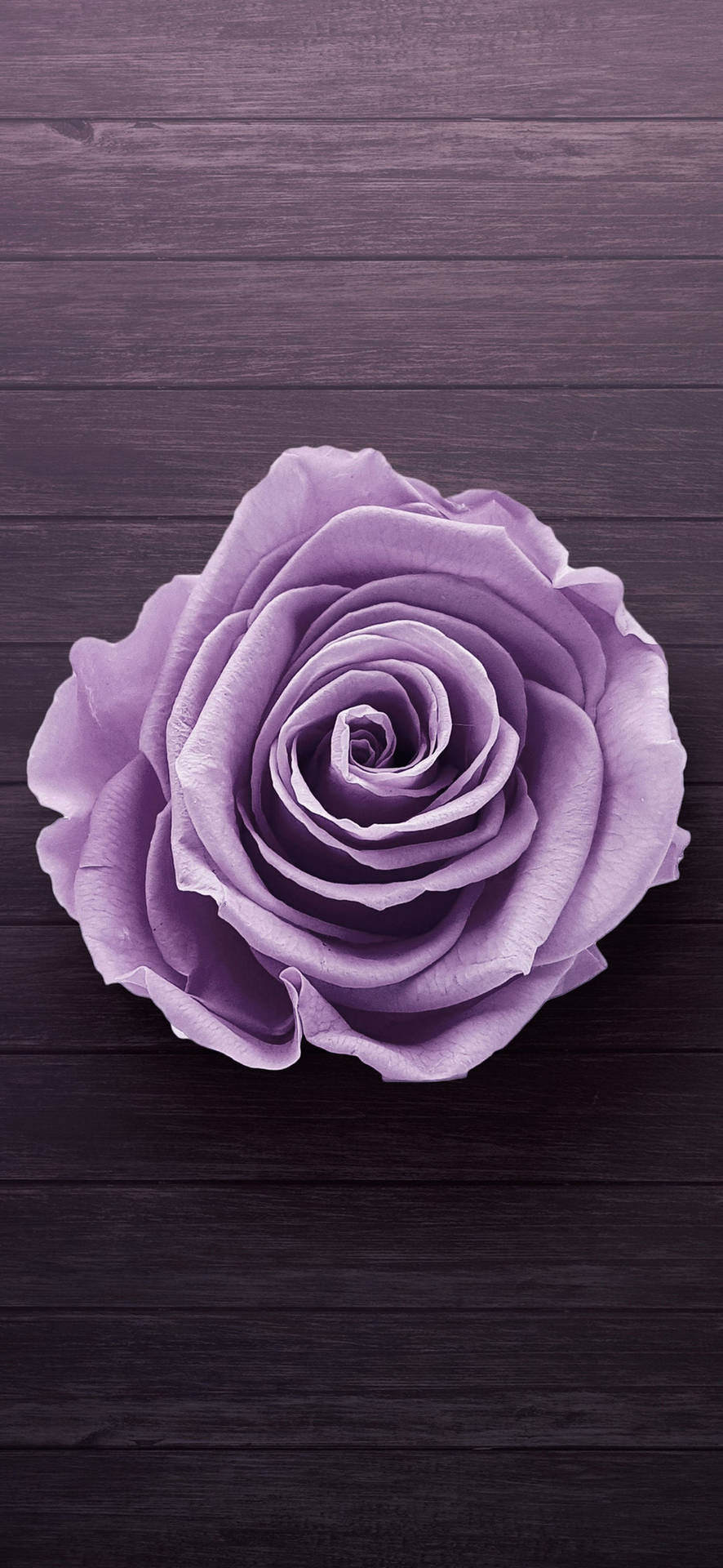 Samsung Galaxy S22 Purple Rose Background