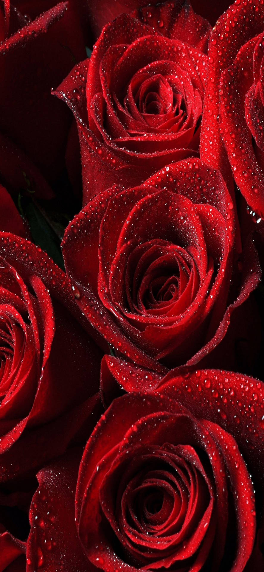 Samsung Galaxy S22 Red Roses