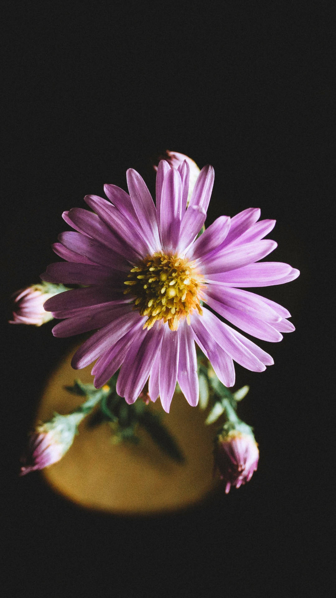 Samsung Galaxy S7 Edge Aster Flower Background