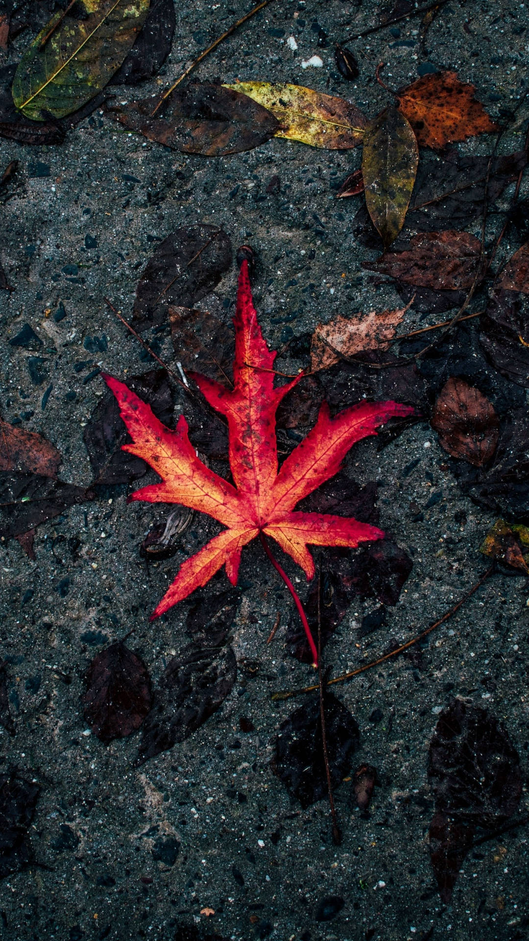 Samsung Galaxy S7 Edge Red Autumn Leaf Background