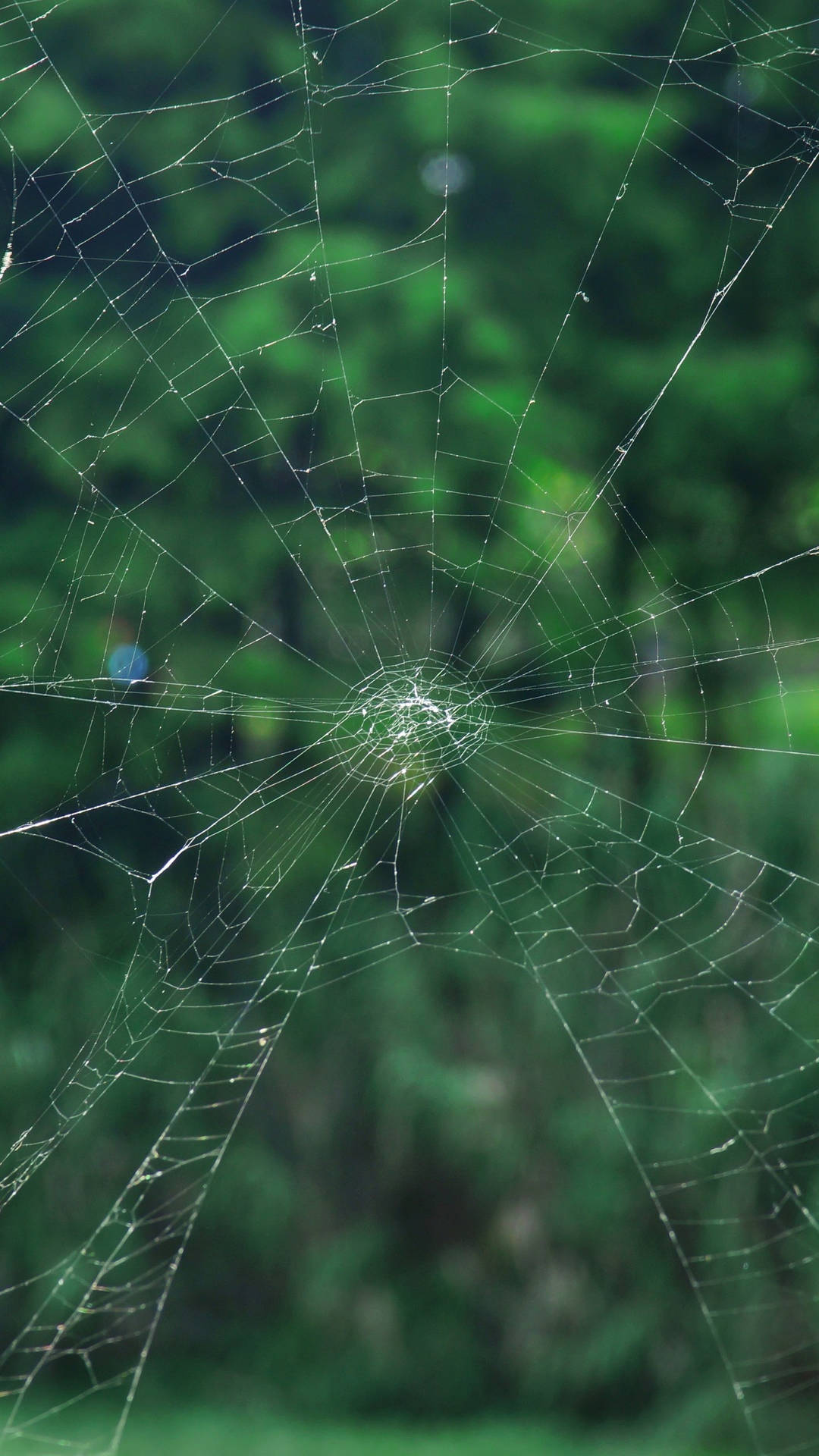 Samsung Galaxy S7 Edge Spiderweb