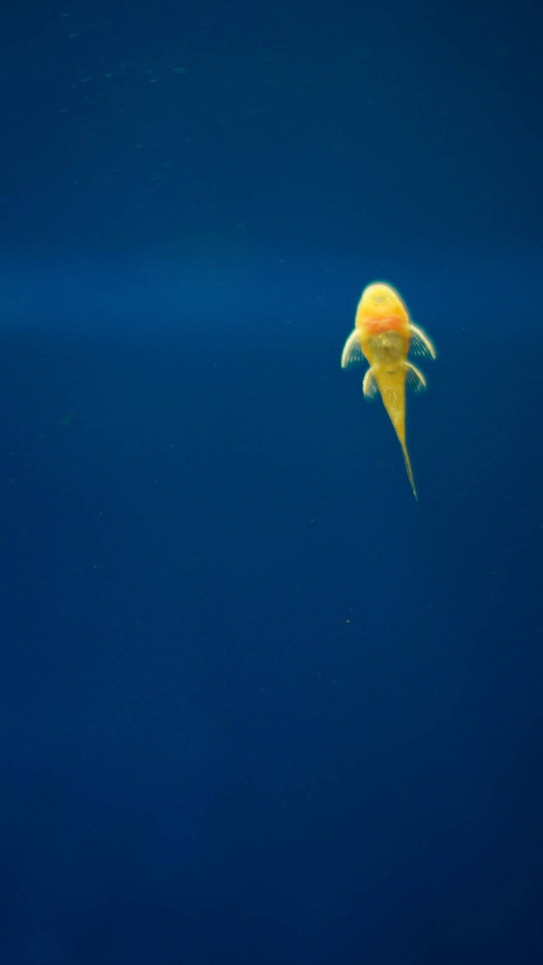 Samsung Galaxy S7 Edge Yellow Lone Fish