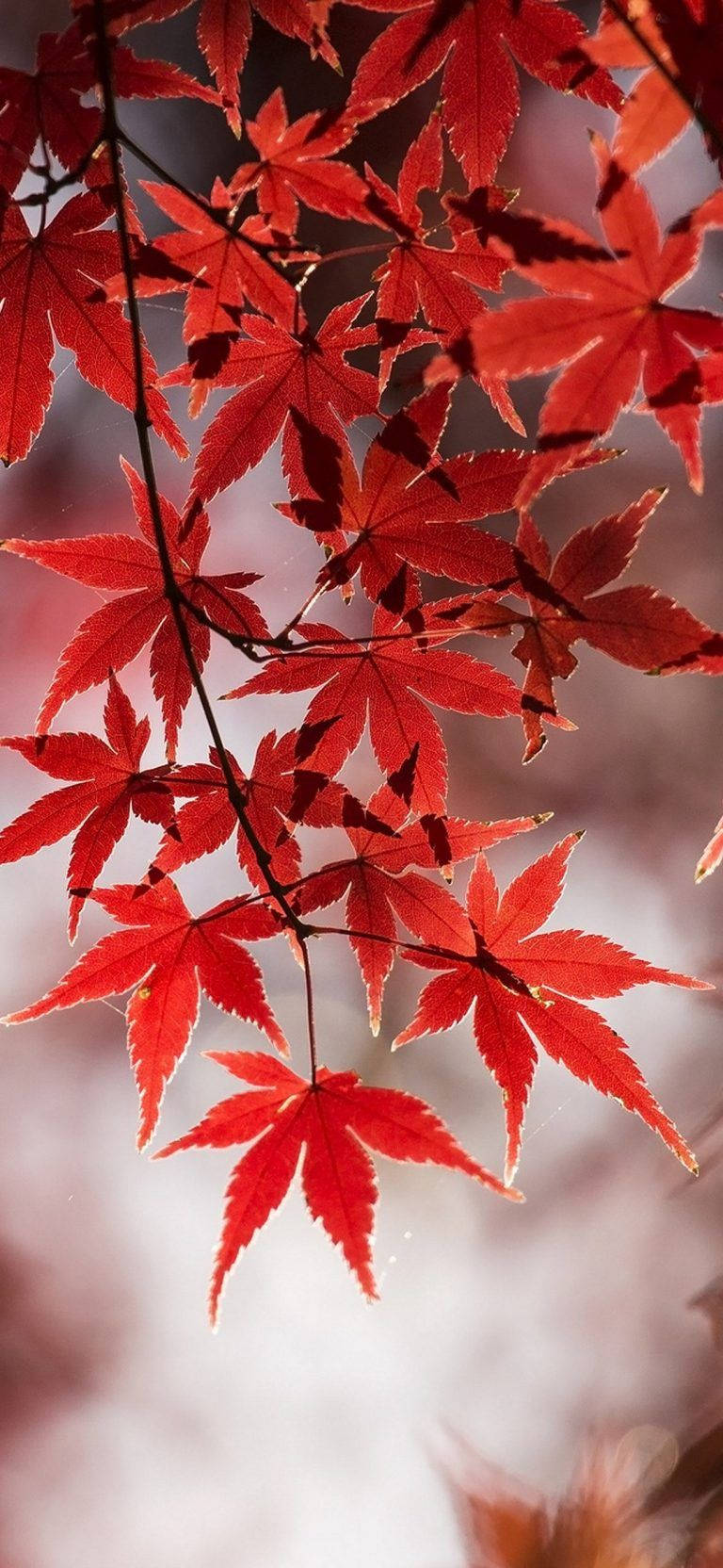 Samsung M21 Red Leaves Background