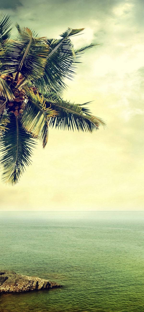 Samsung M21 Tropical Background Background