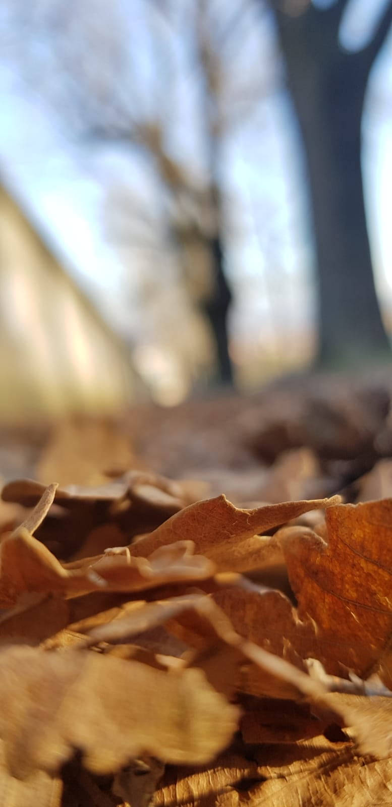 Samsung Note 20 Focused Leaves