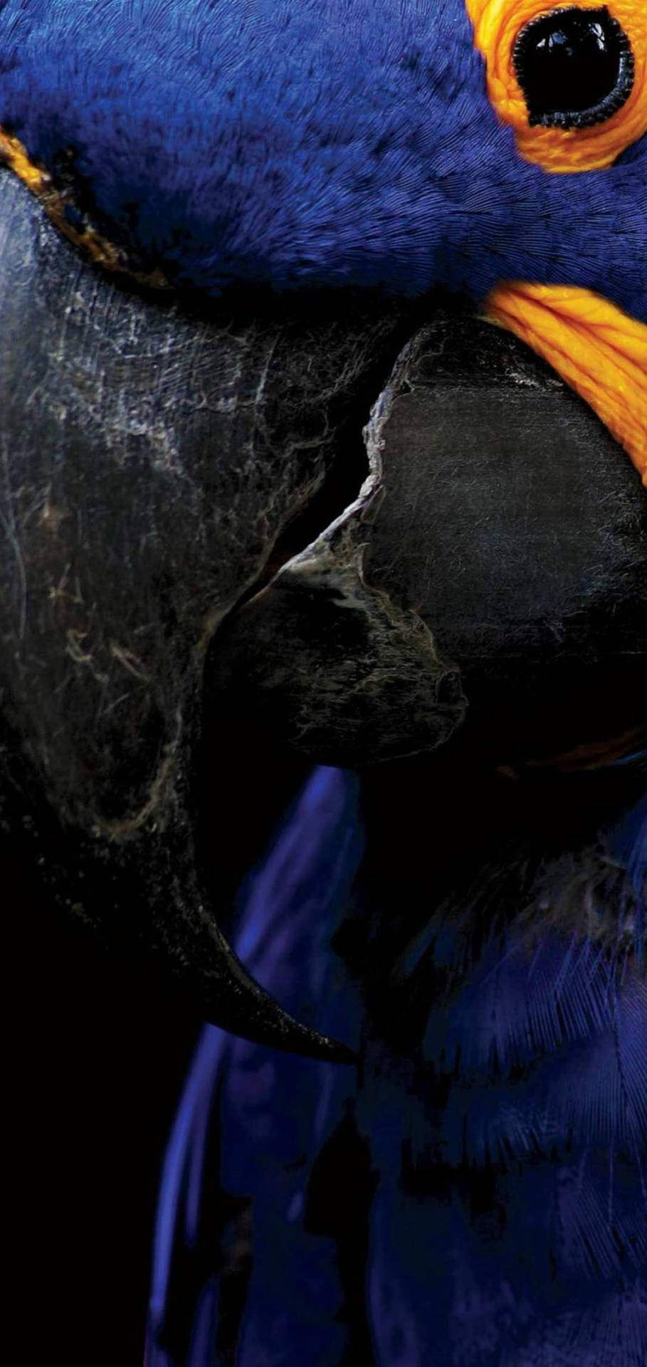 Samsung S10 Display - Captivating Image Of A Hyacinth Macaw Background