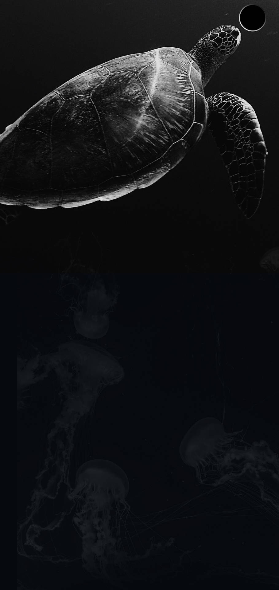 Samsung S10 Sea Turtle Background