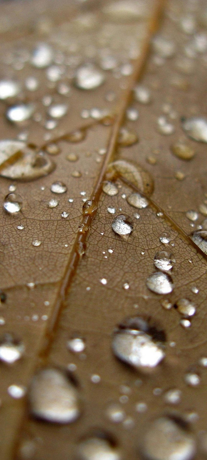 Samsung S21 Ultra Leaf Droplets