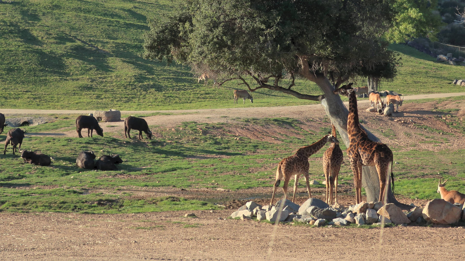 San Diego Zoo Animals Background