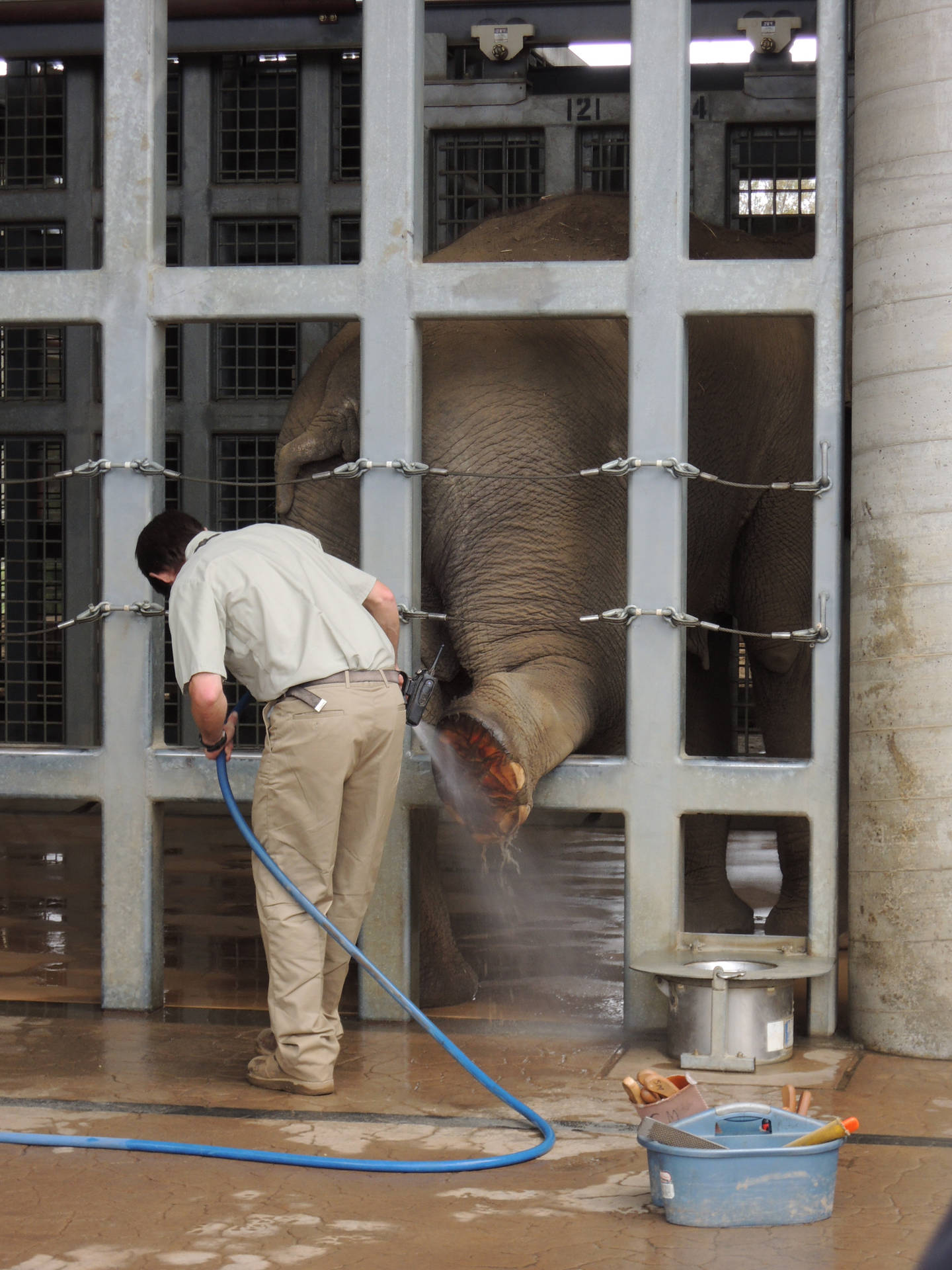 San Diego Zoo Elephant Foot Bath