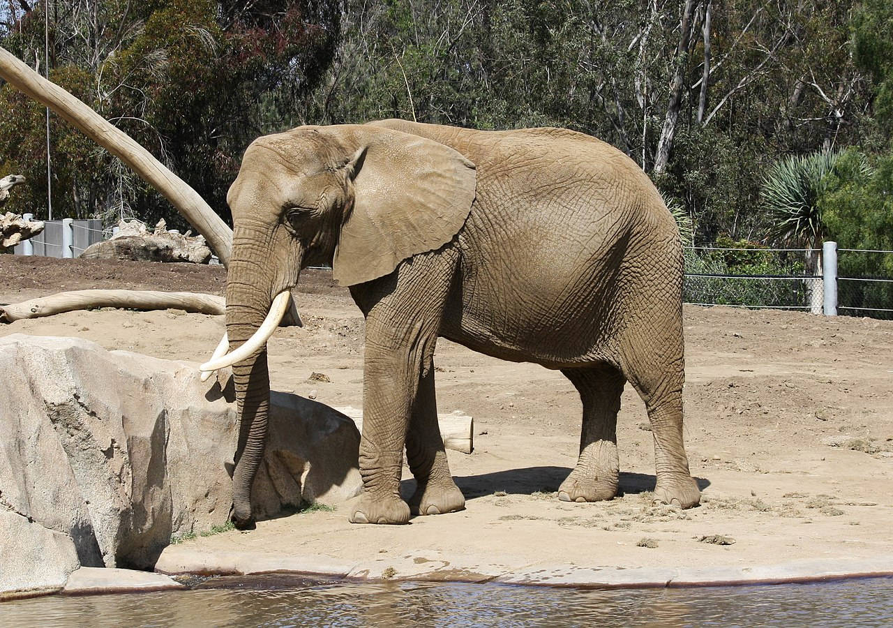 San Diego Zoo Elephant Background