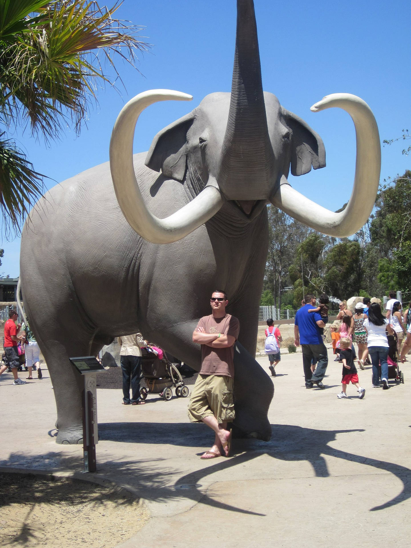 San Diego Zoo Elephant Statue Background