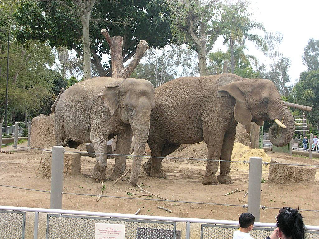 San Diego Zoo Elephants Background