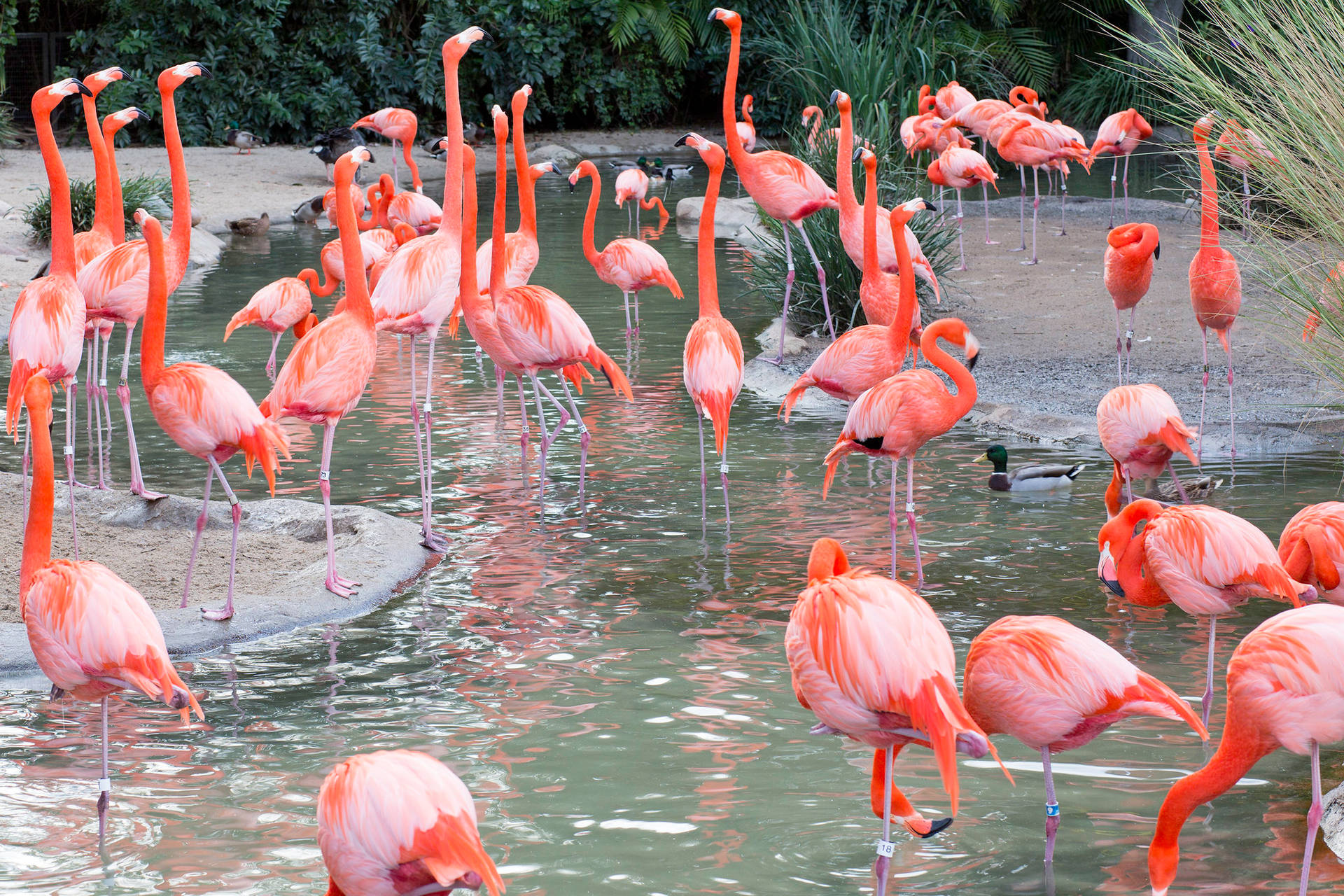 San Diego Zoo Flamingo Flock Background