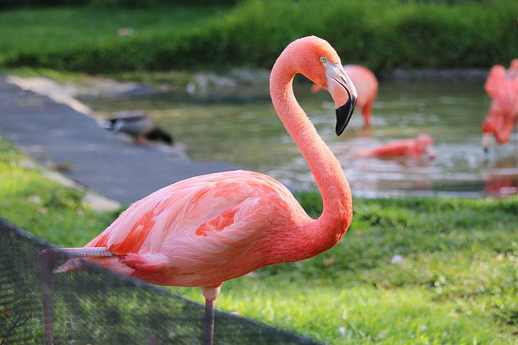 San Diego Zoo Flamingo Background