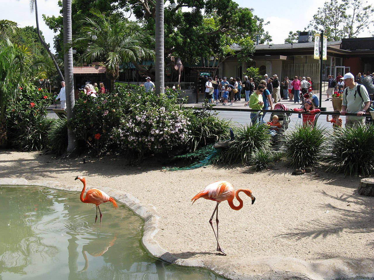 San Diego Zoo Flamingos Background