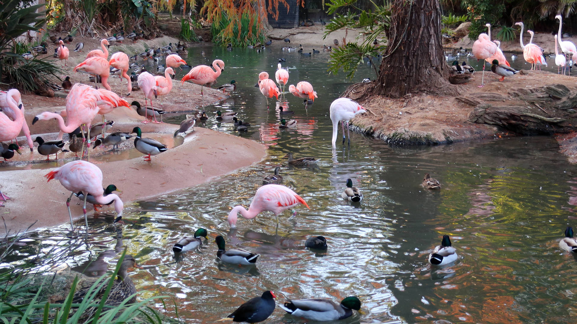 San Diego Zoo Flamingos And Ducks Background