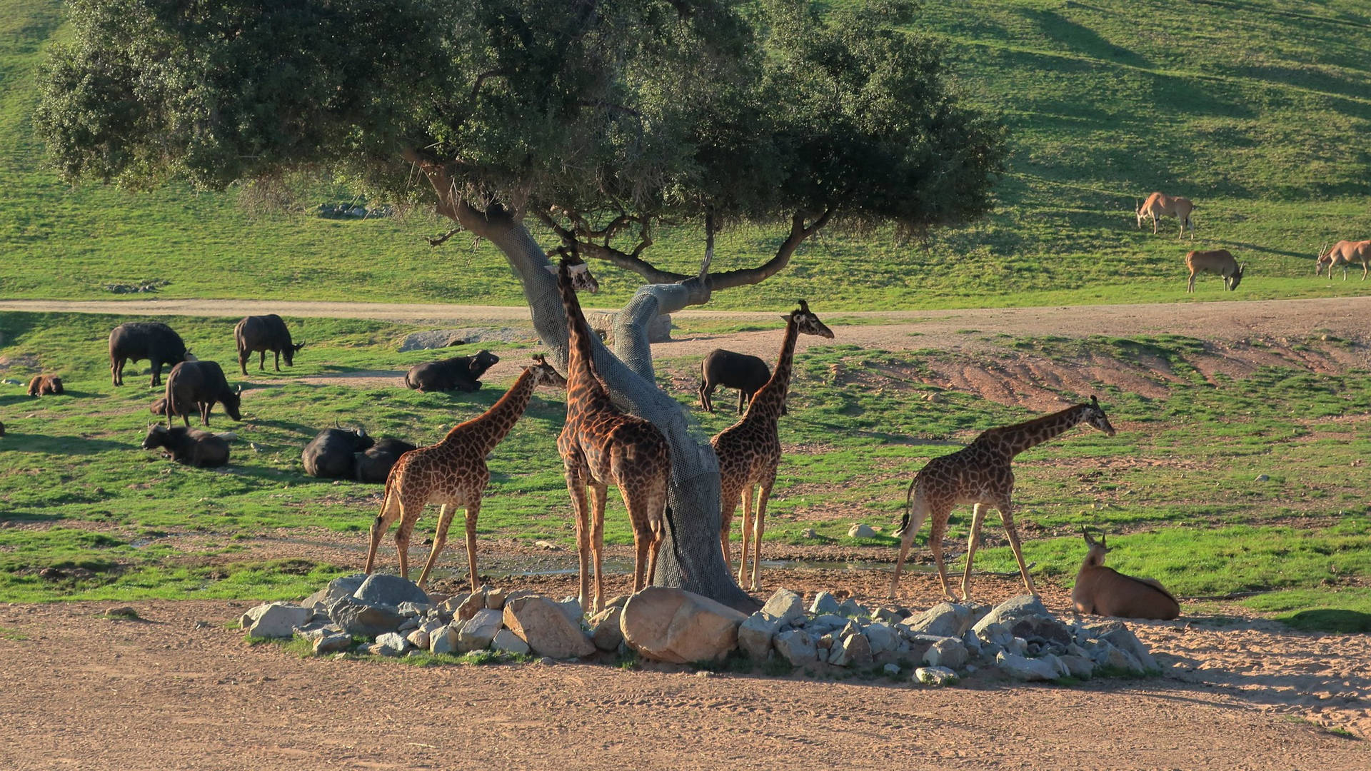 San Diego Zoo Giraffes Background