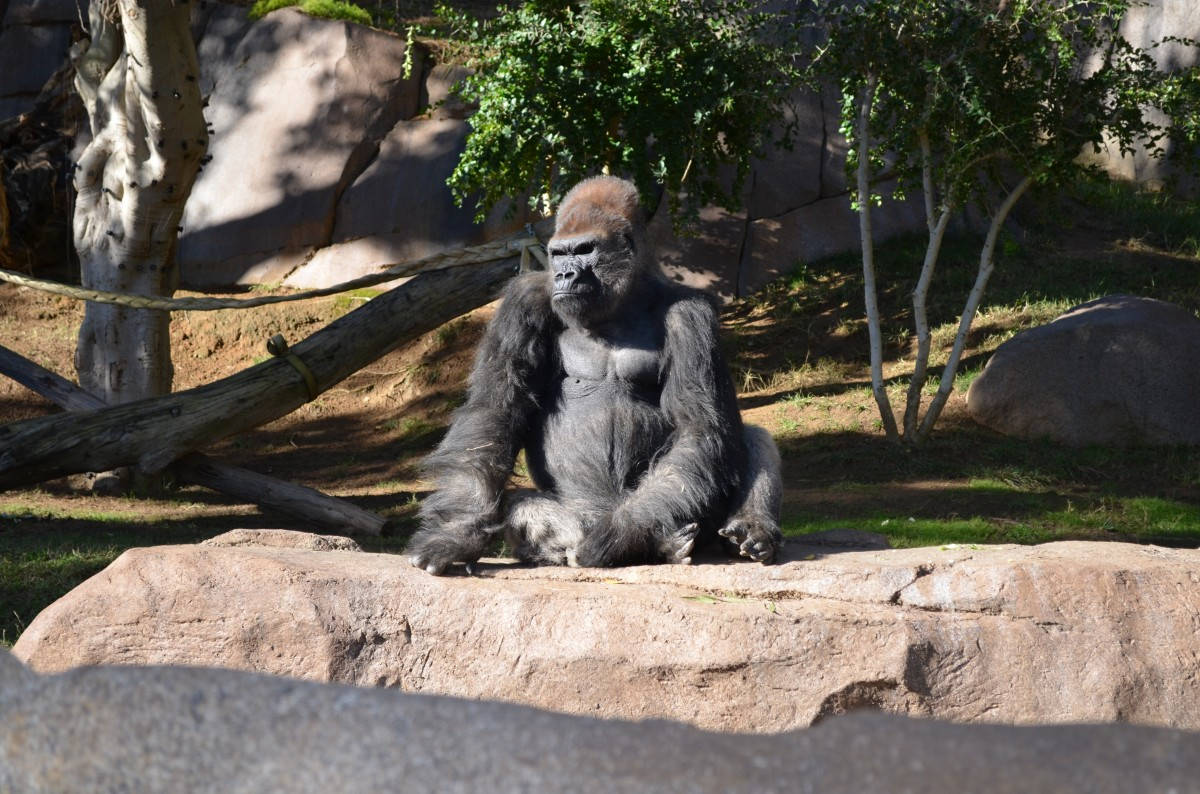 San Diego Zoo Gorilla Background