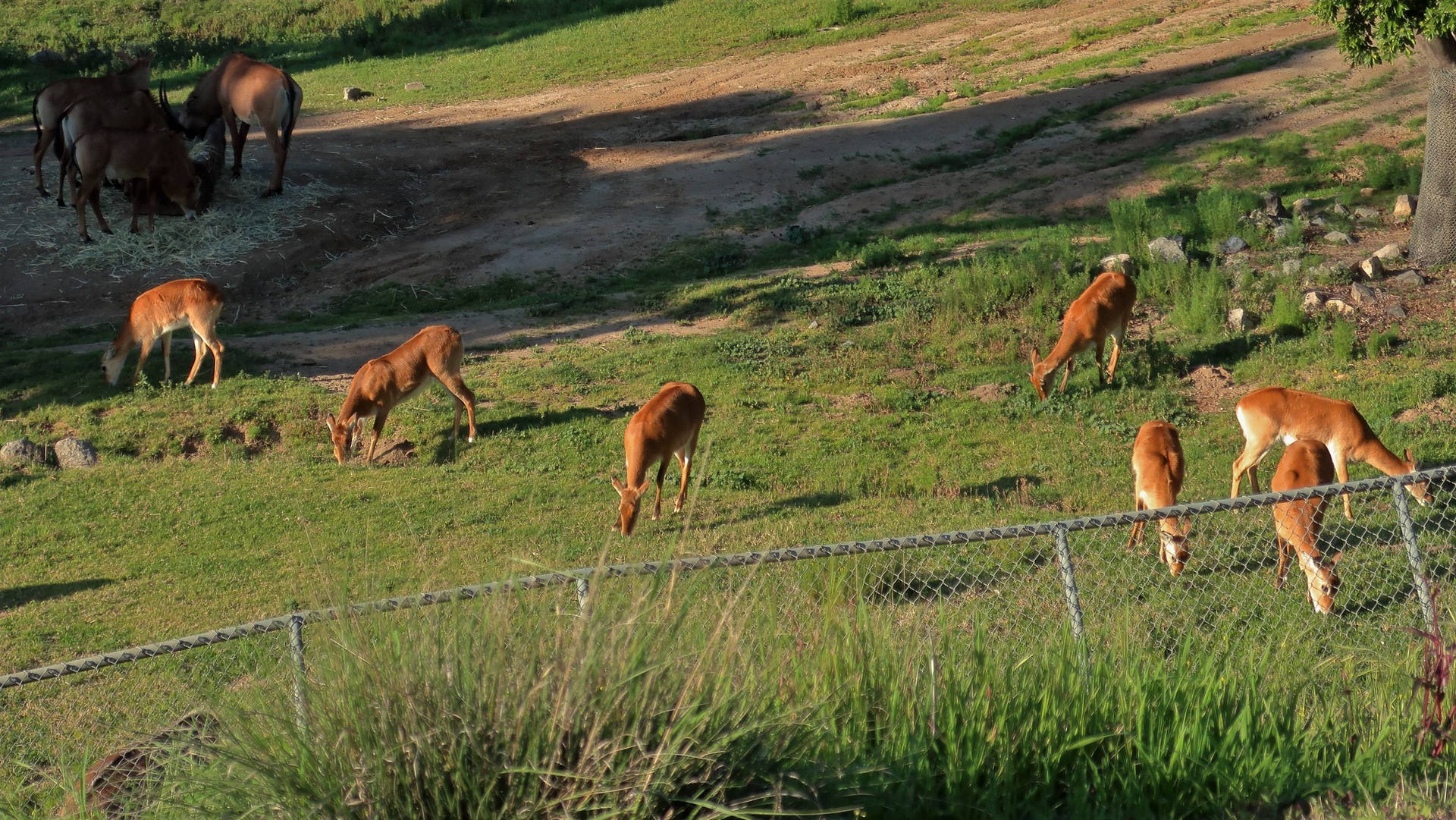 San Diego Zoo Grazing