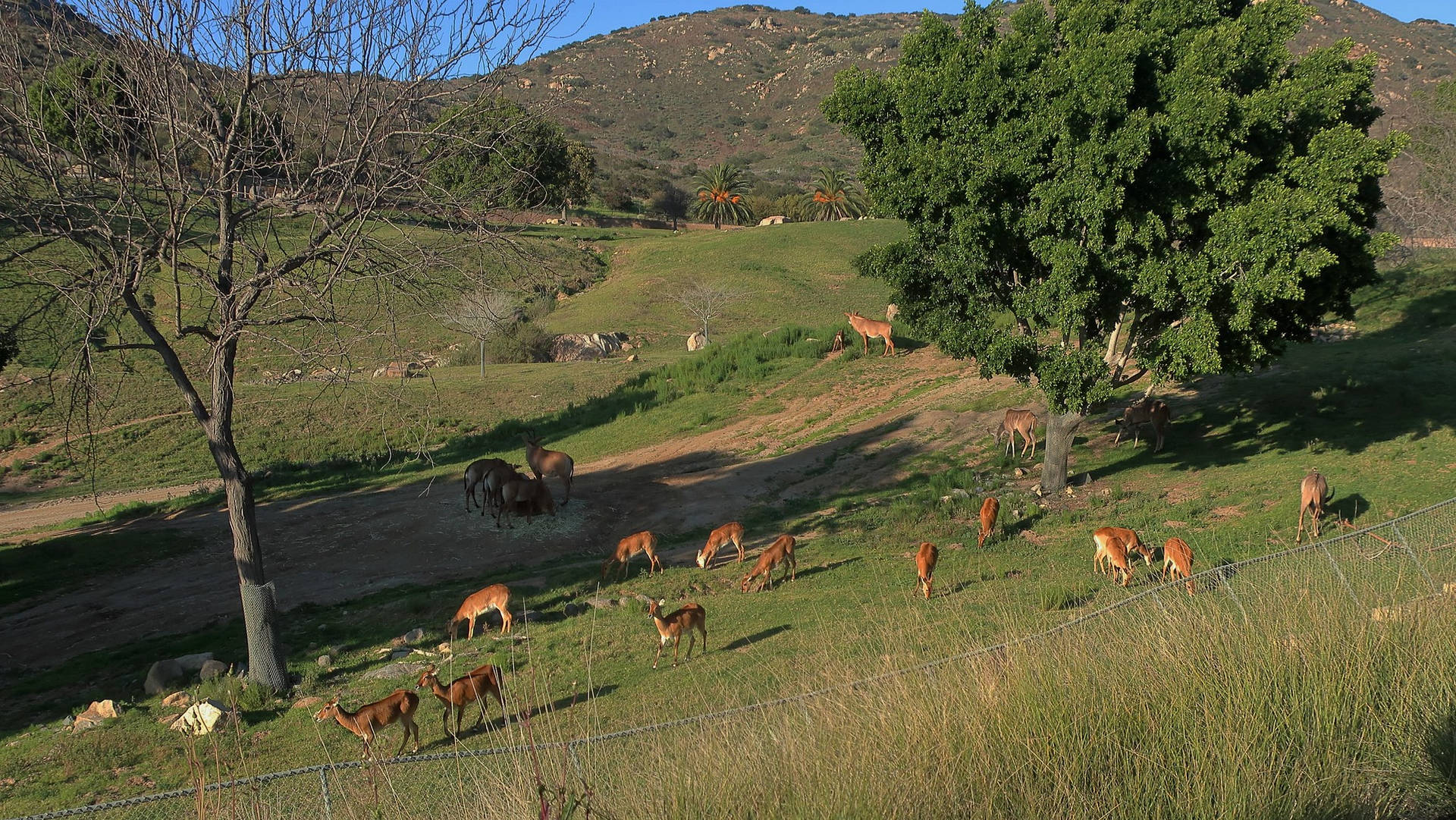 San Diego Zoo Herd Background