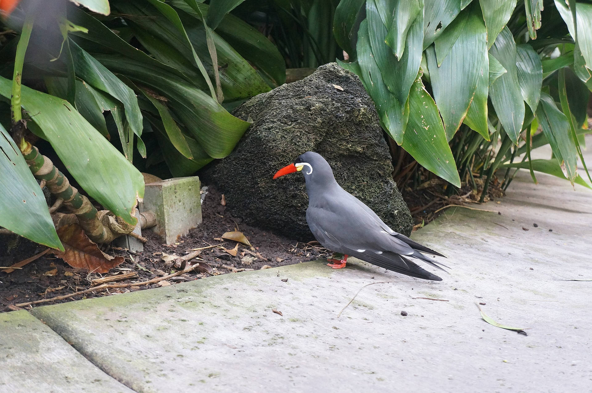 San Diego Zoo Inca Tern Background