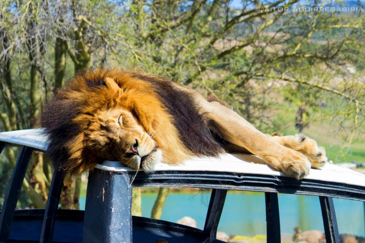 San Diego Zoo Lion On Bus Background